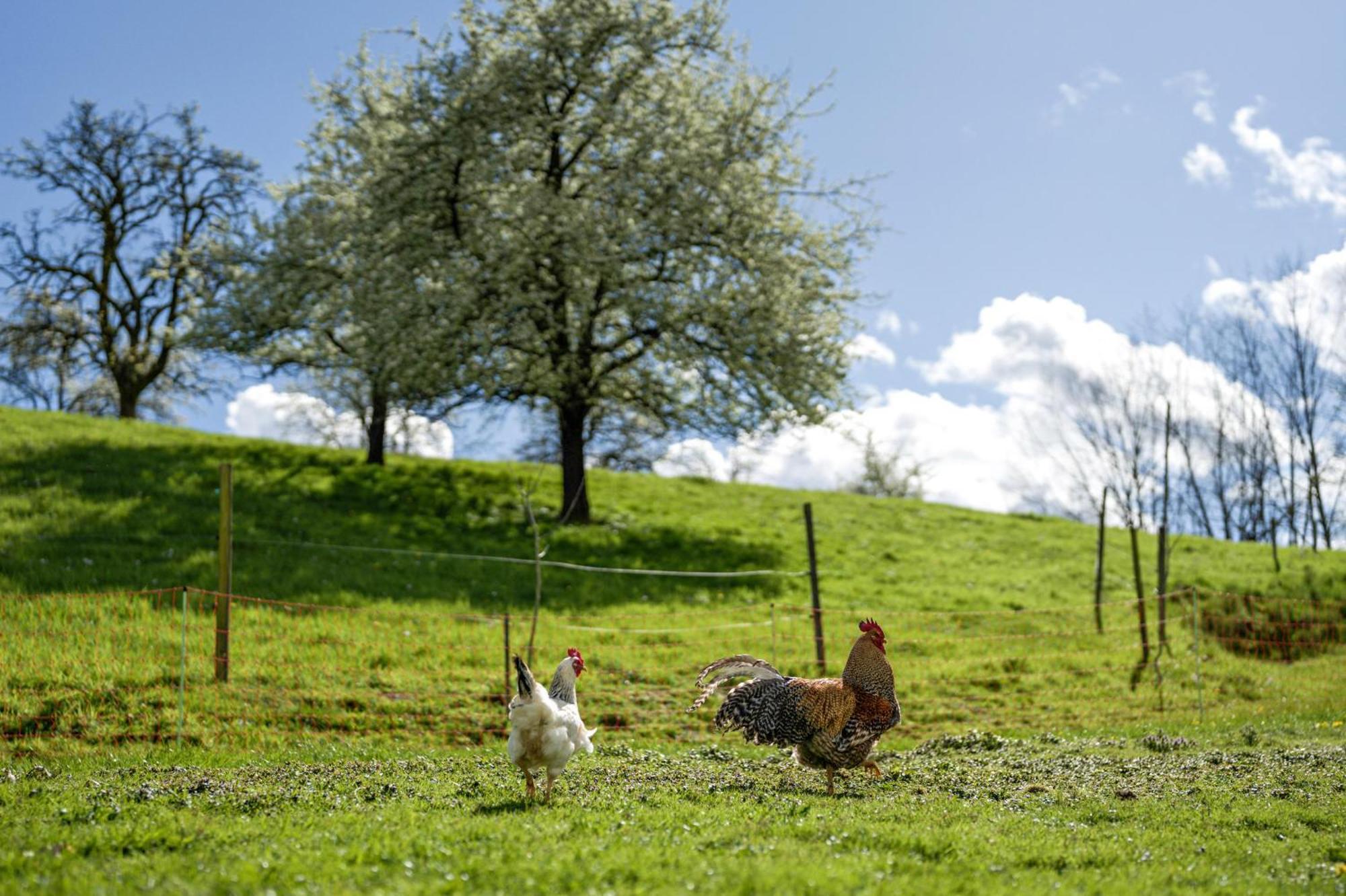 Ferienhof Vordere Alm Oberkirch  Exterior foto