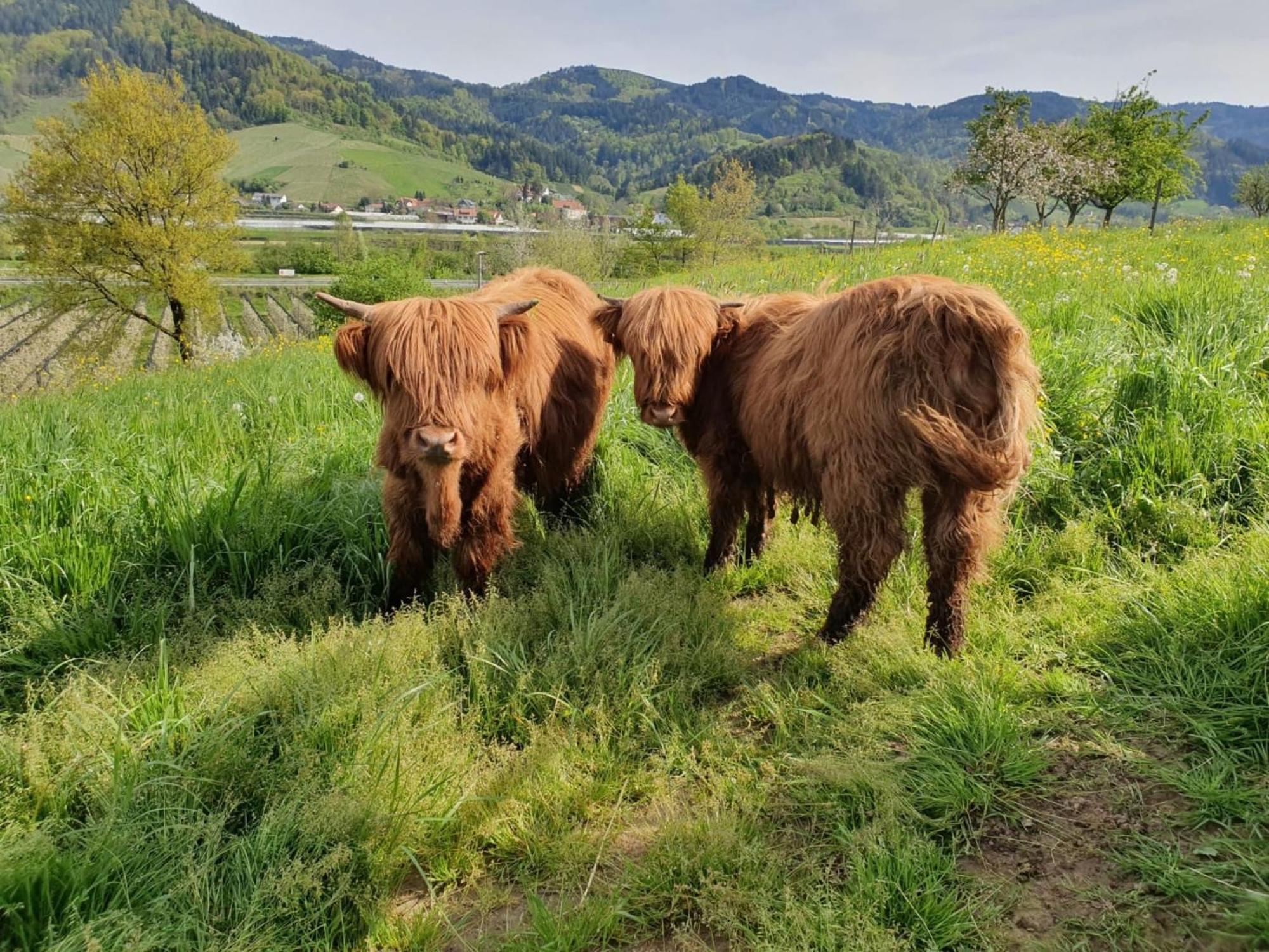 Ferienhof Vordere Alm Oberkirch  Exterior foto